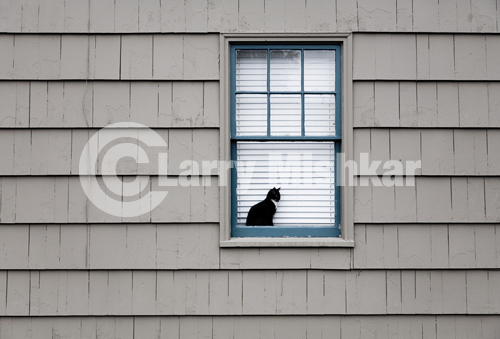Window Cat